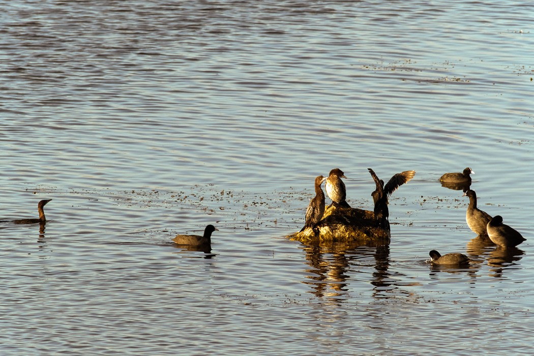 Pygmy Cormorant