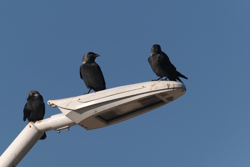 Western Jackdaw