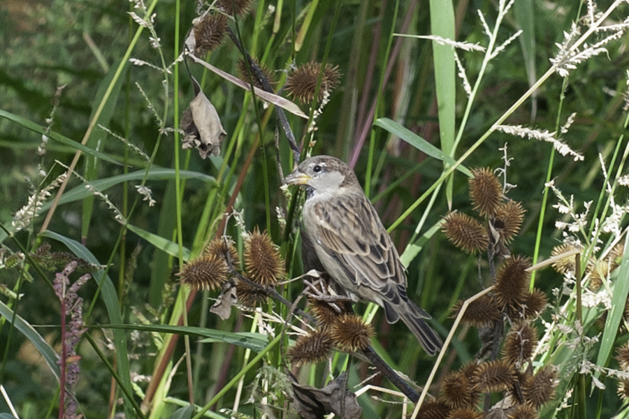 House Sparrow