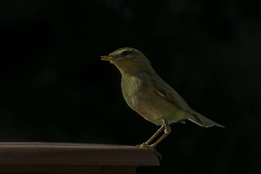 Willow Warbler