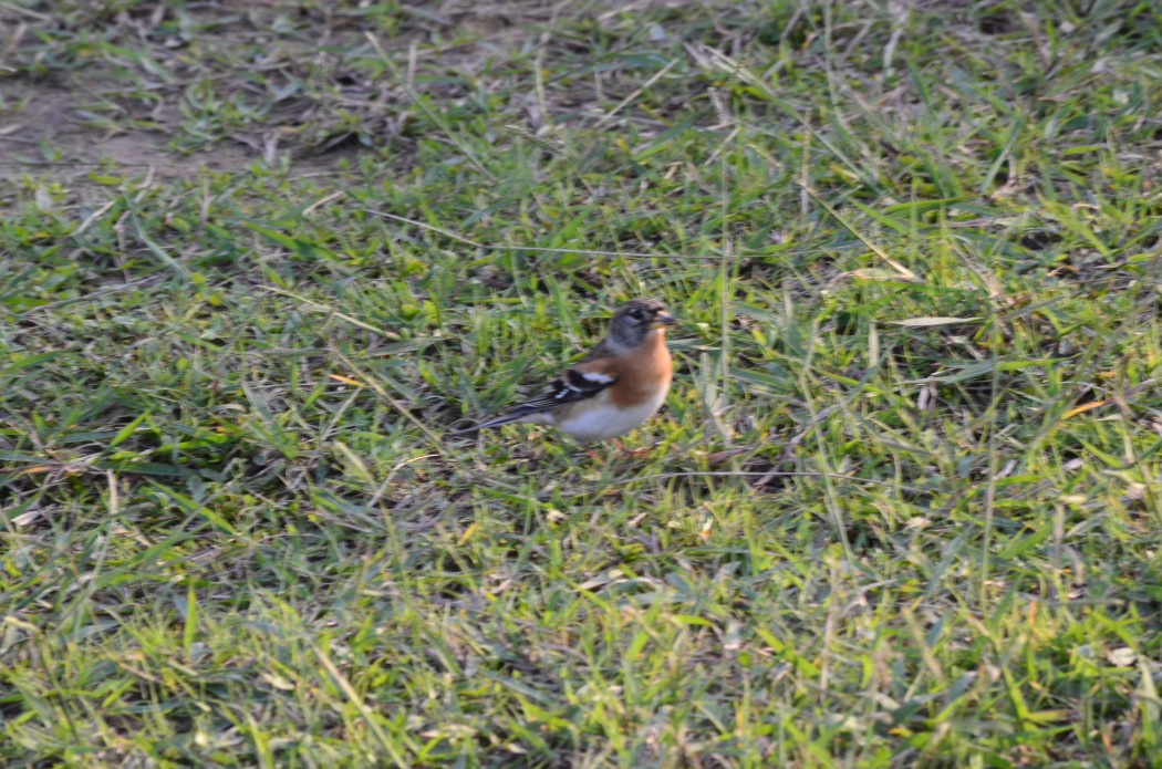Brambling