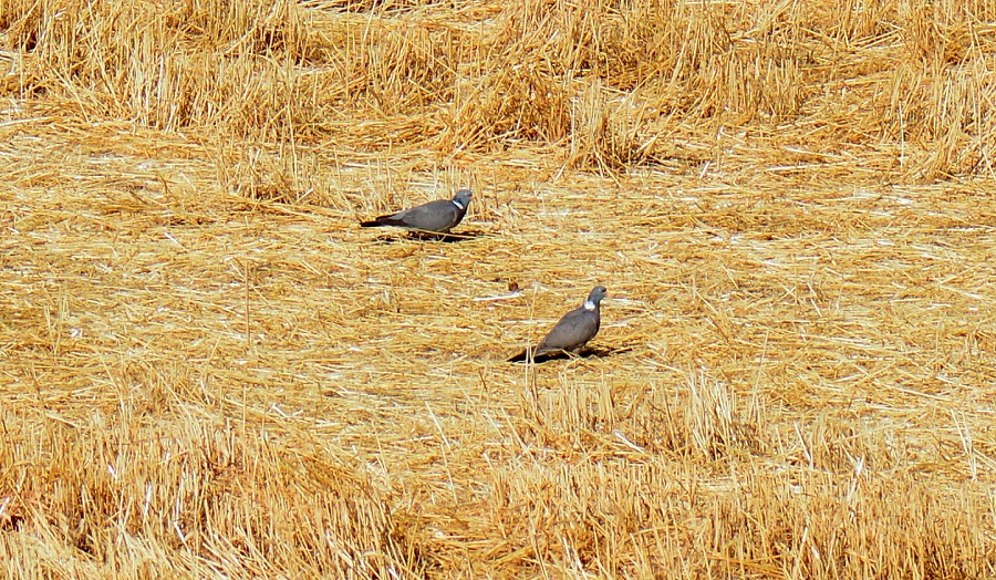 Common Wood Pigeon