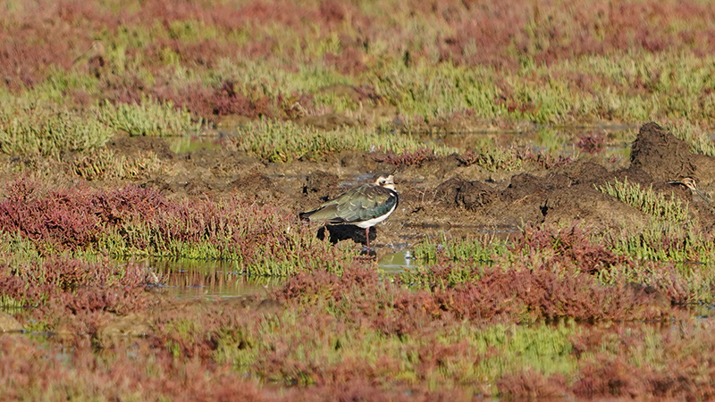 Northern Lapwing