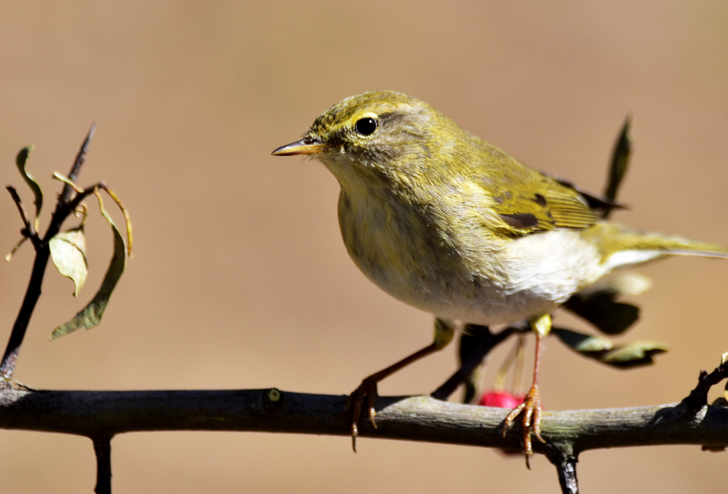 Willow Warbler
