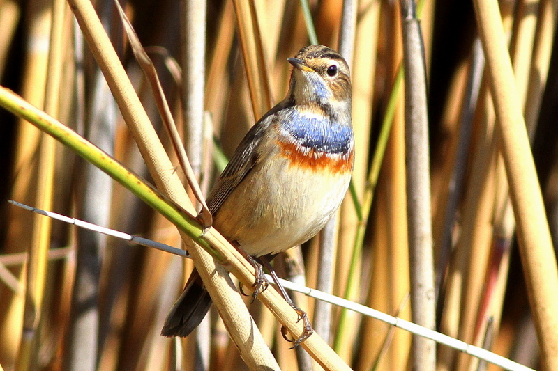 Bluethroat