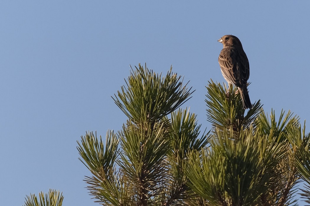 Corn Bunting
