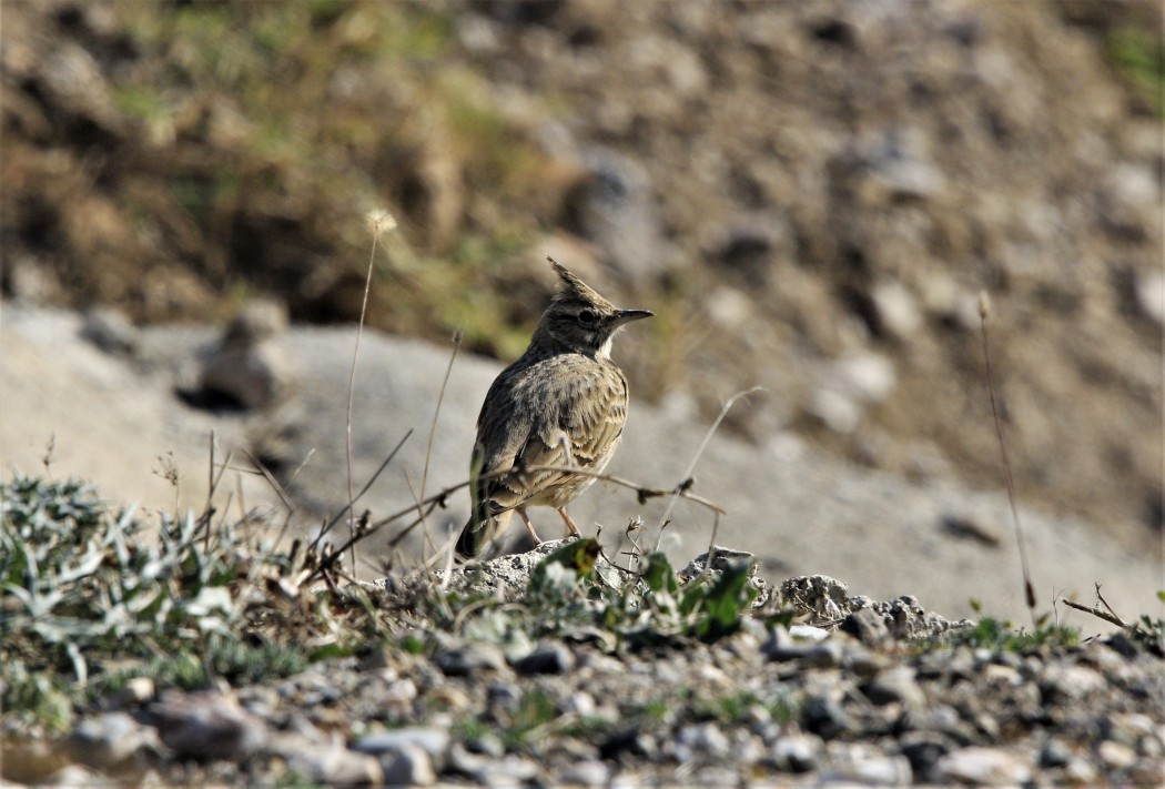 Crested Lark