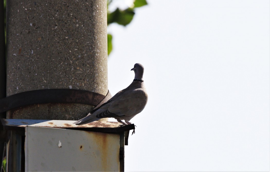 Eurasian Collared Dove