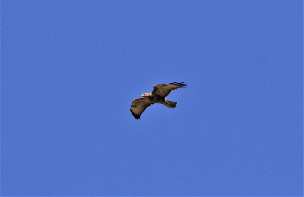 Common Buzzard