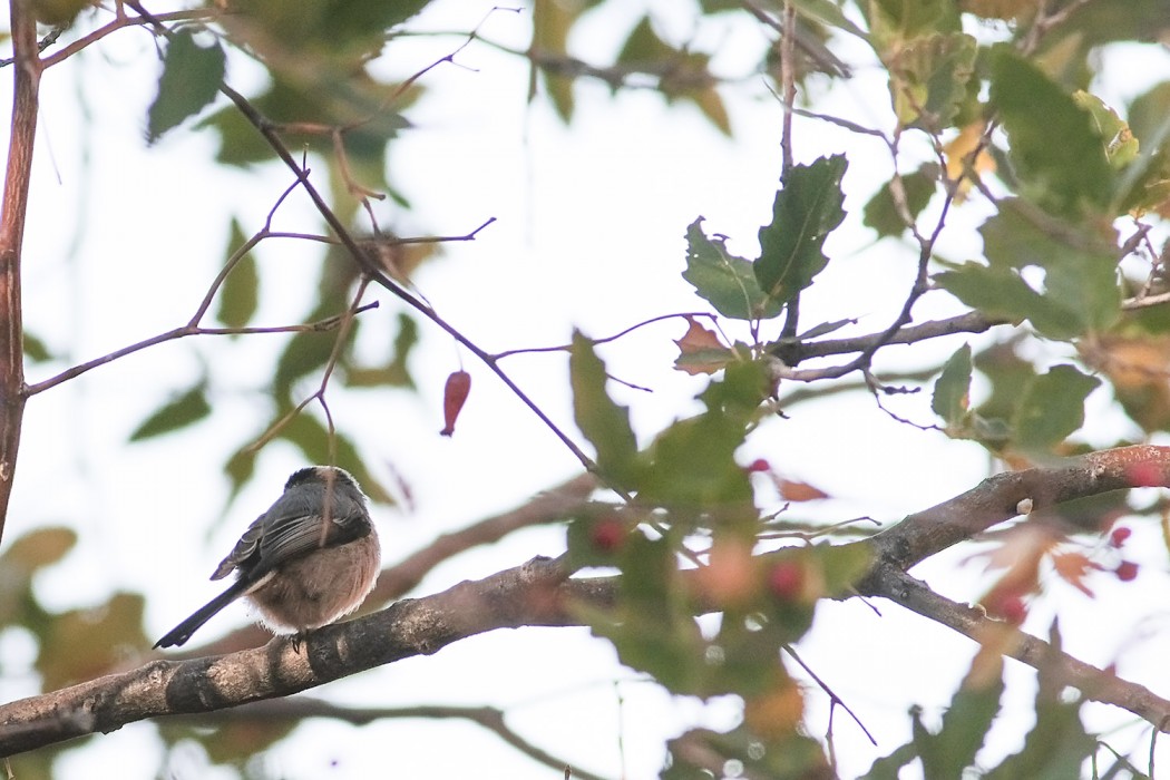 Long-tailed Tit