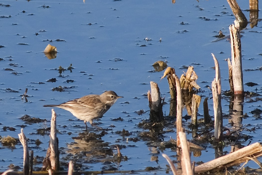 Water Pipit