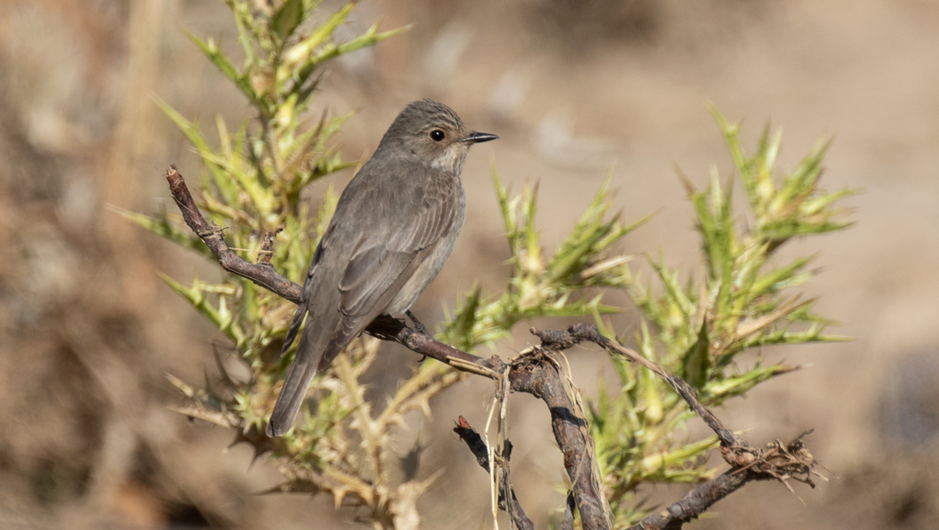 Spotted Flycatcher