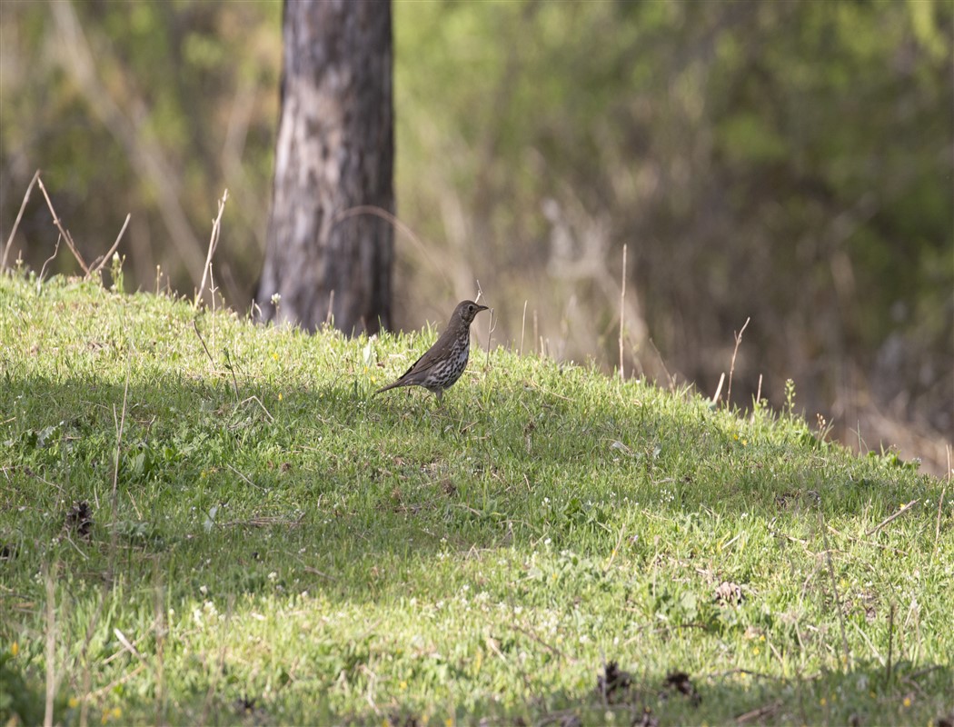 Mistle Thrush