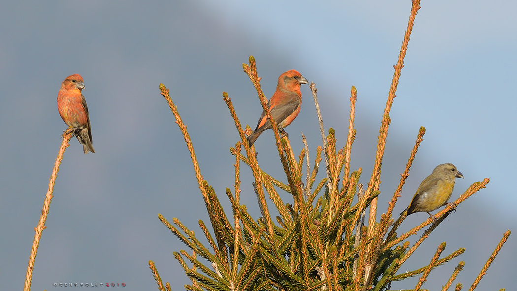 Red Crossbill