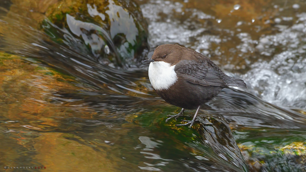 White-throated Dipper