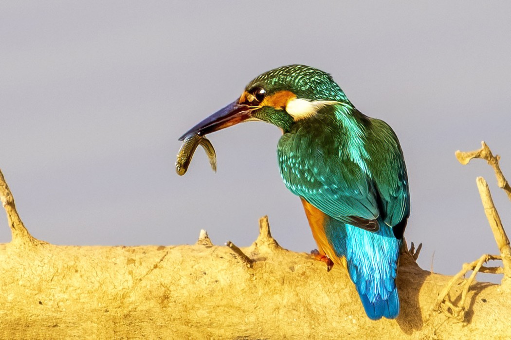 Common Kingfisher