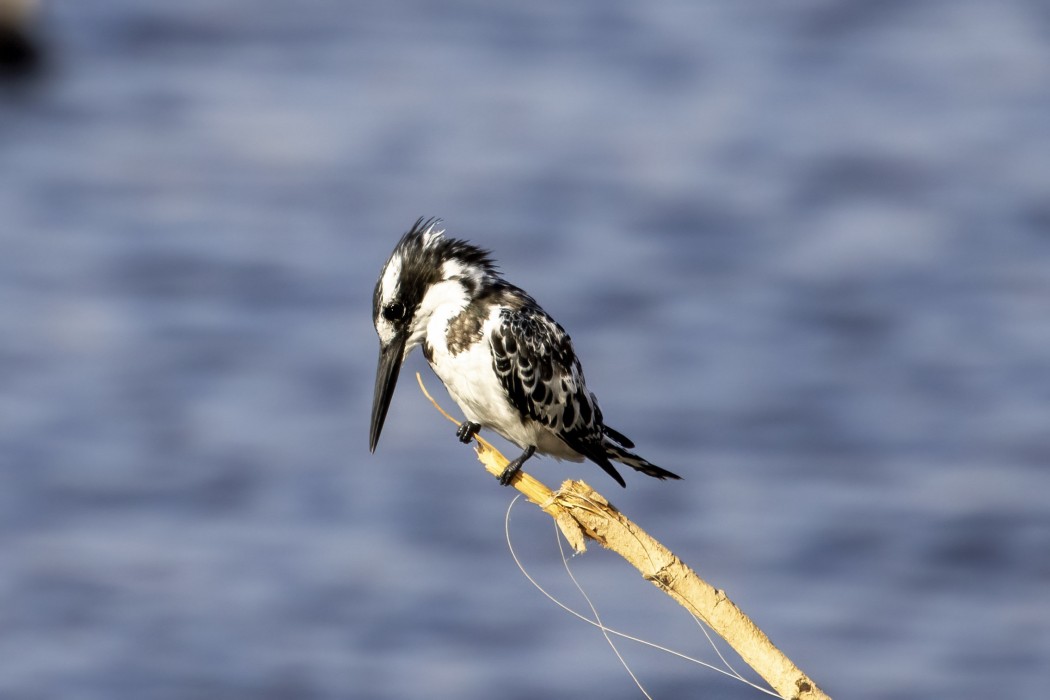 Pied Kingfisher