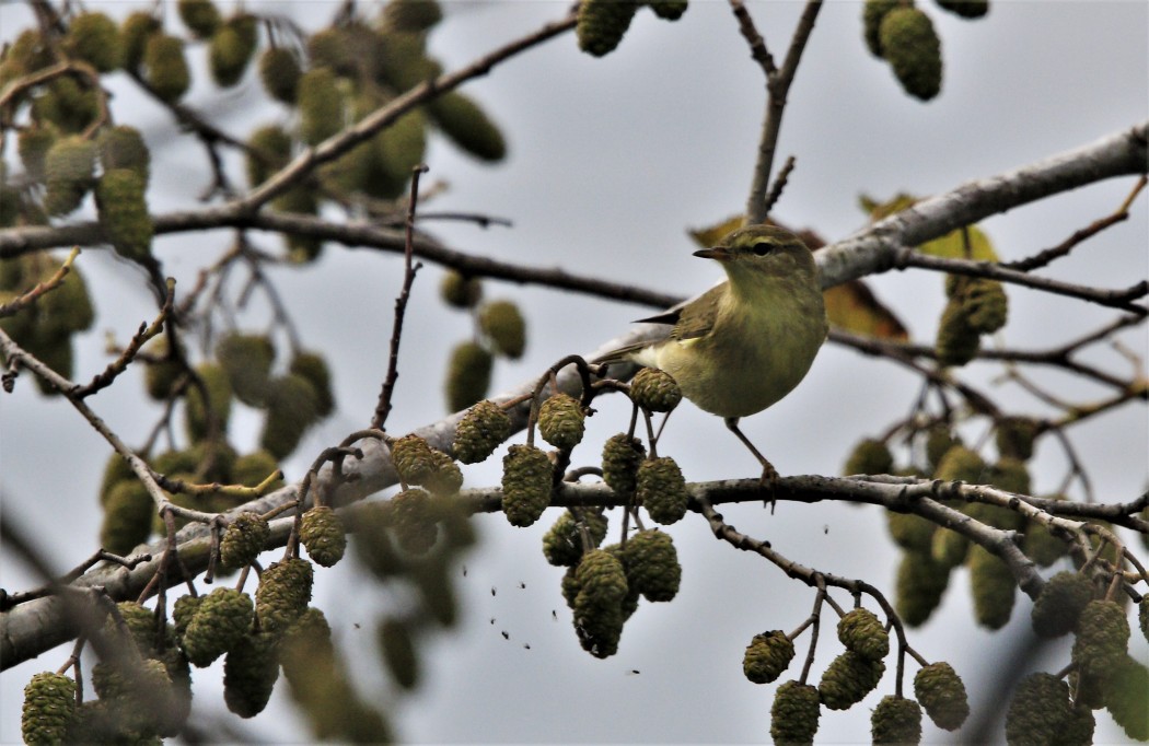 Willow Warbler