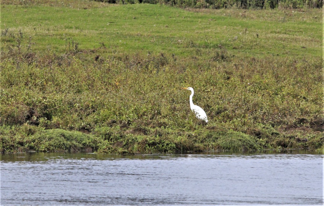 Great Egret