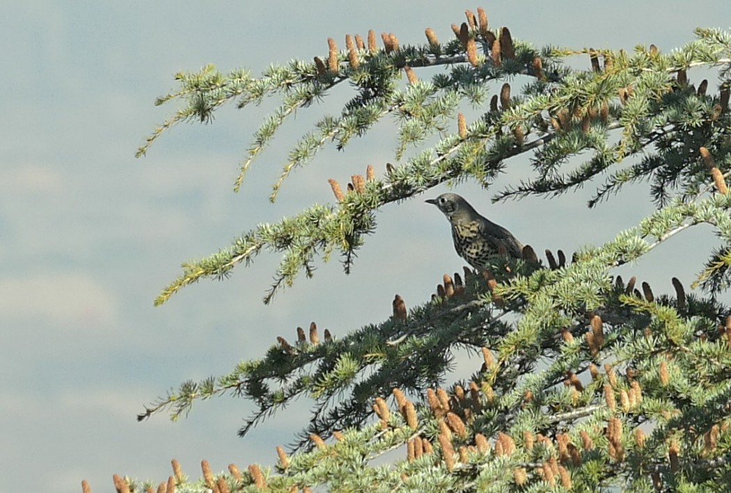 Mistle Thrush