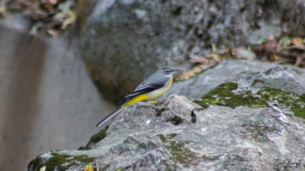 Grey Wagtail