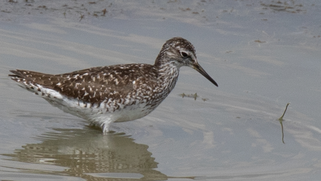 Wood Sandpiper