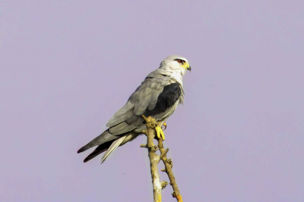 Black-winged Kite