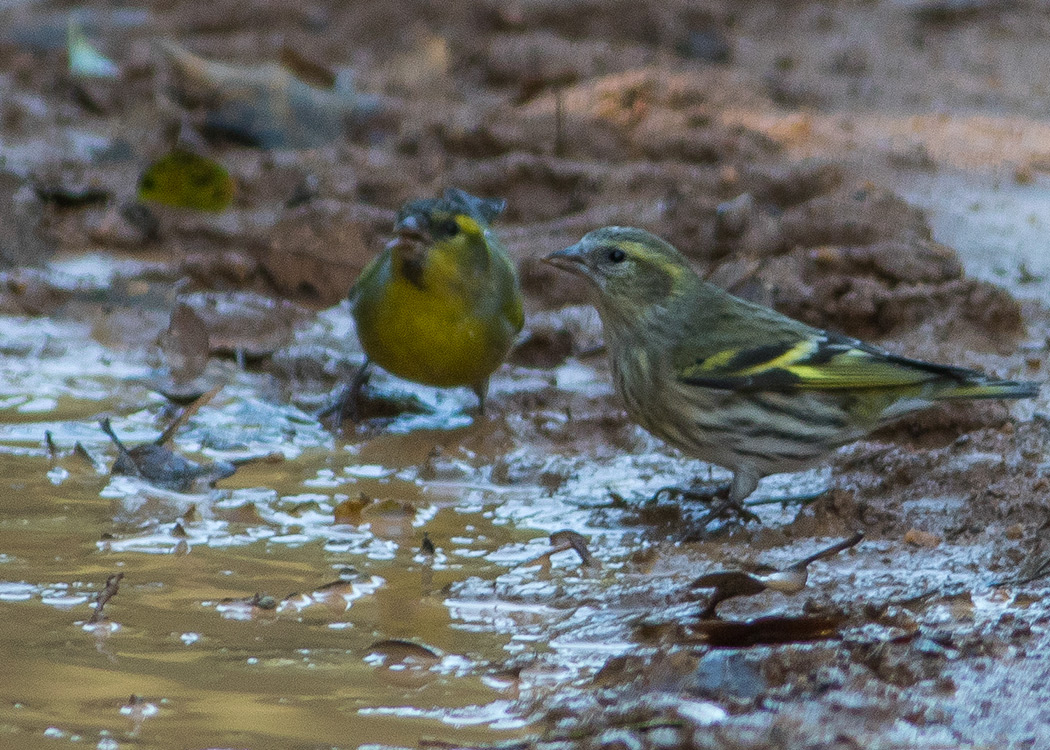 Eurasian Siskin