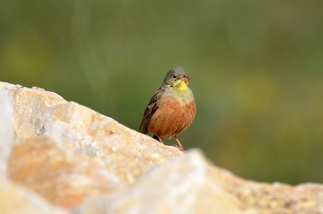 Ortolan Bunting