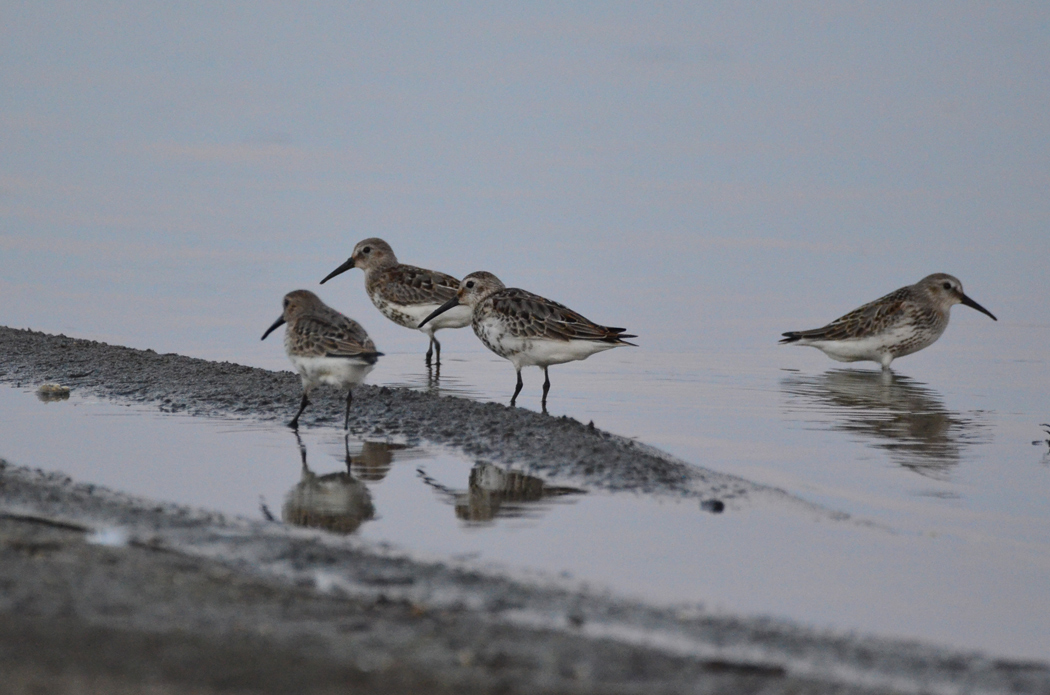 Dunlin