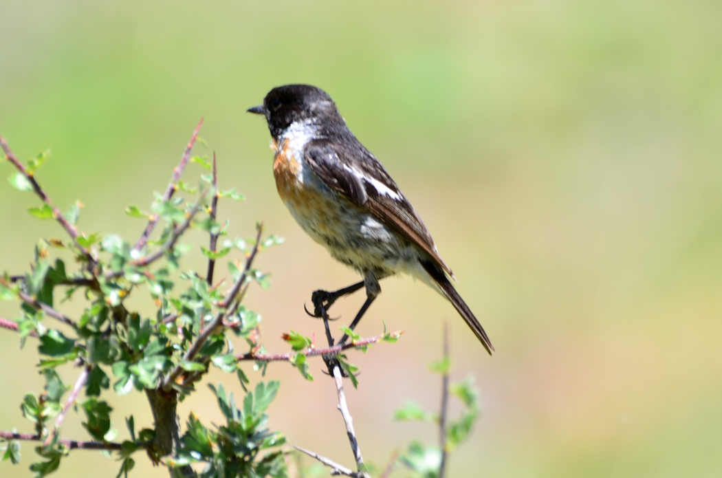 European Stonechat
