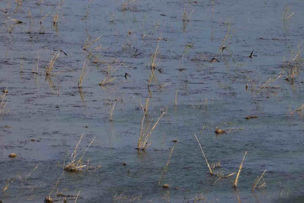 Common Snipe