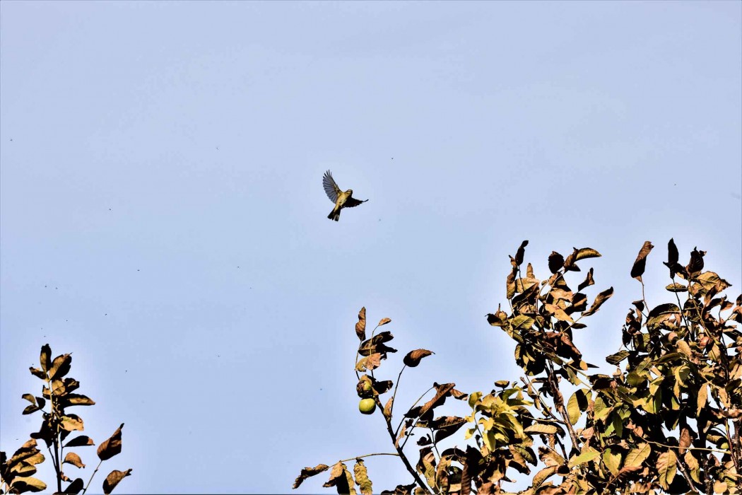 Common Chiffchaff