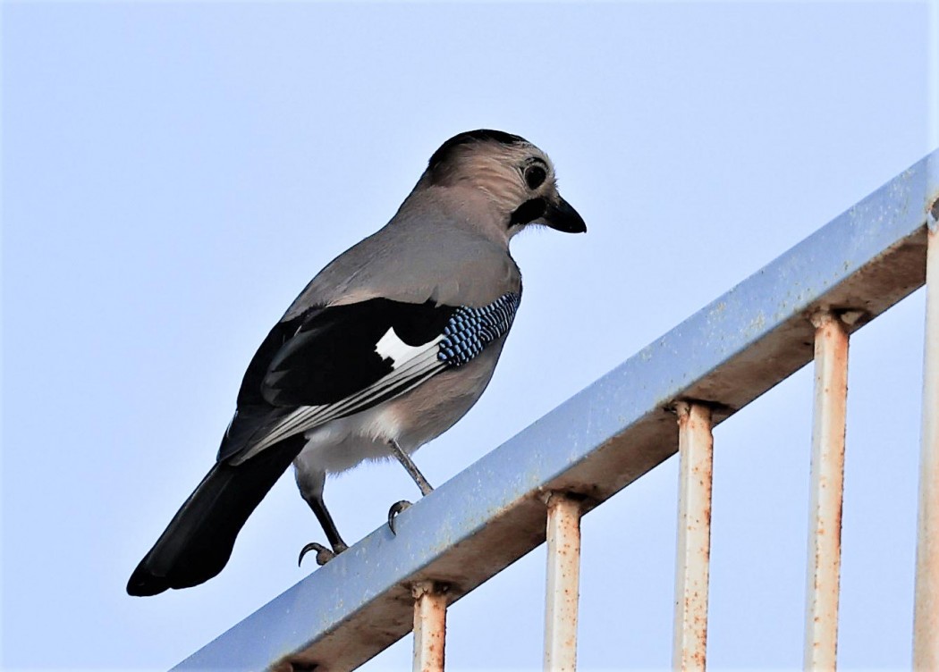 Eurasian Jay