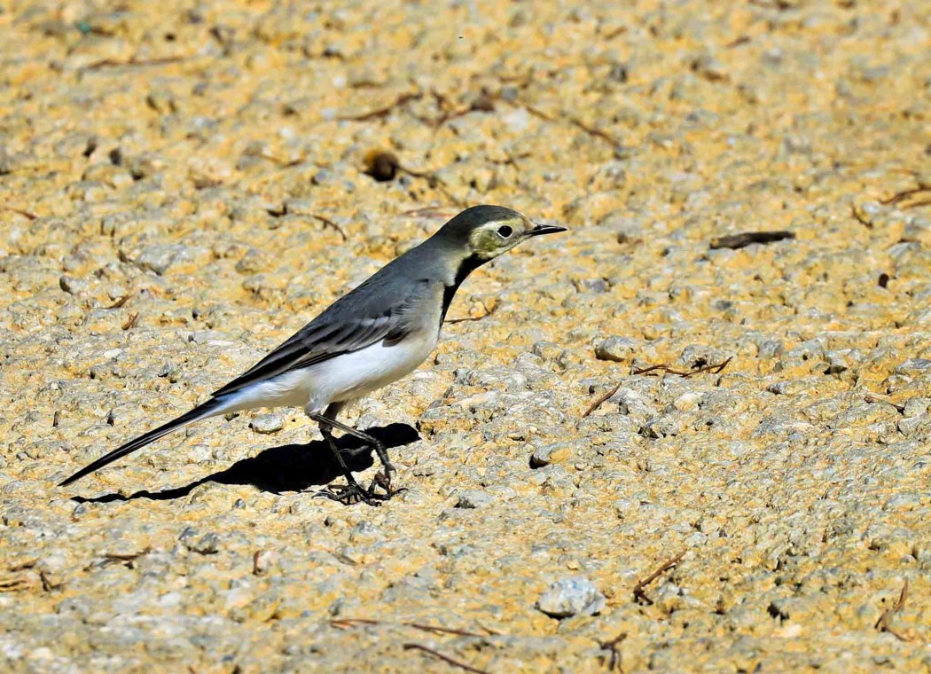 White Wagtail