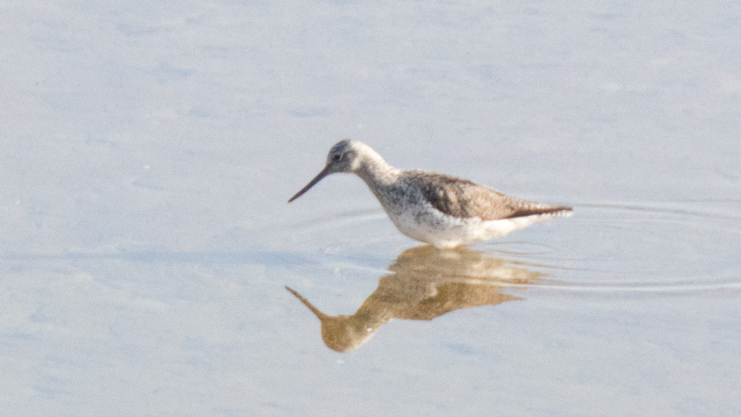 Marsh Sandpiper