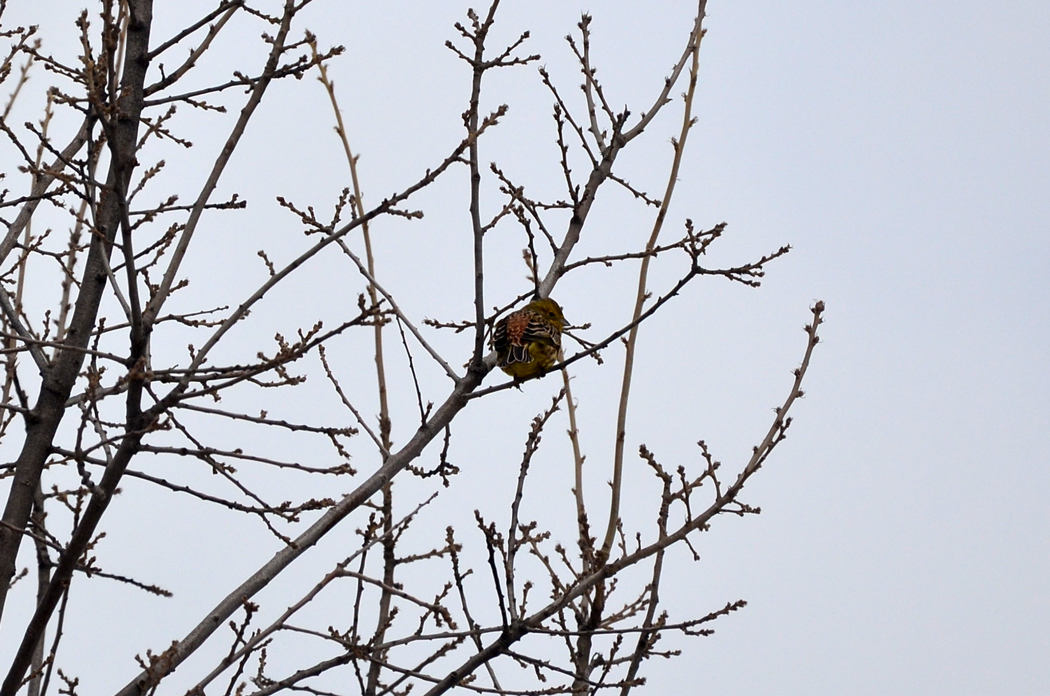 Yellowhammer