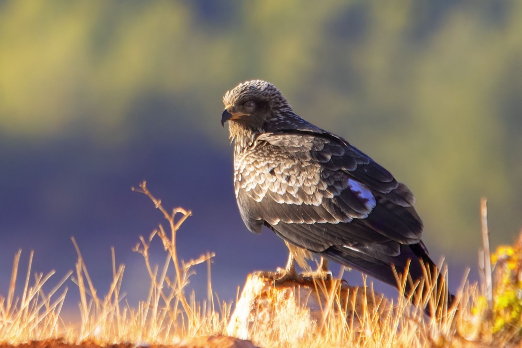 Black Kite