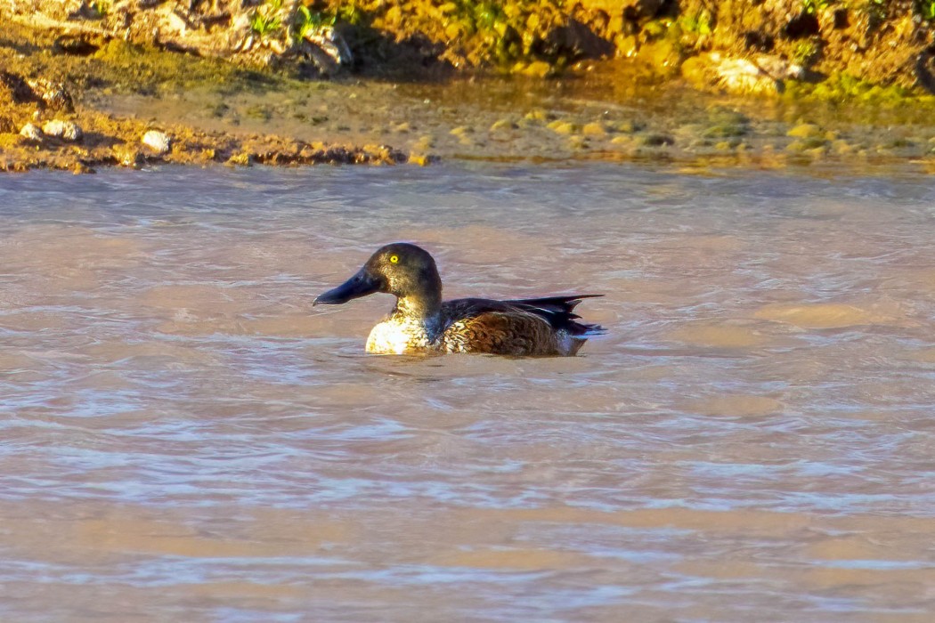 Northern Shoveler