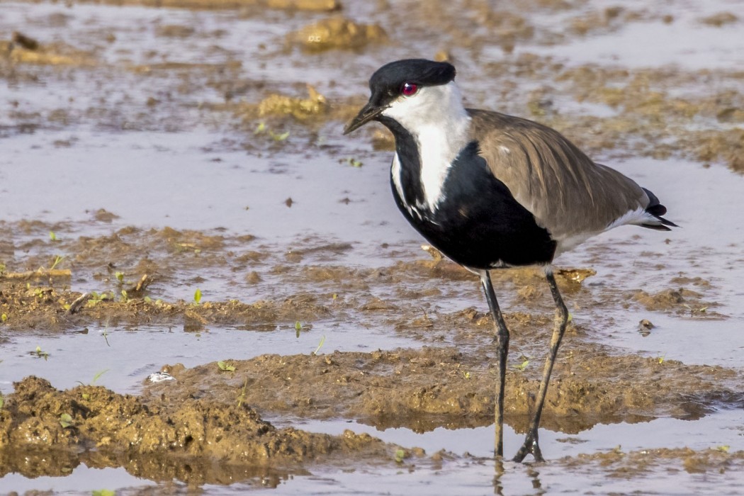 Spur-winged Lapwing