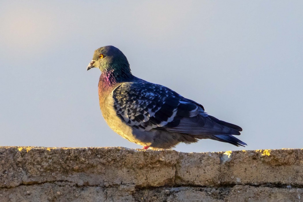Rock Dove