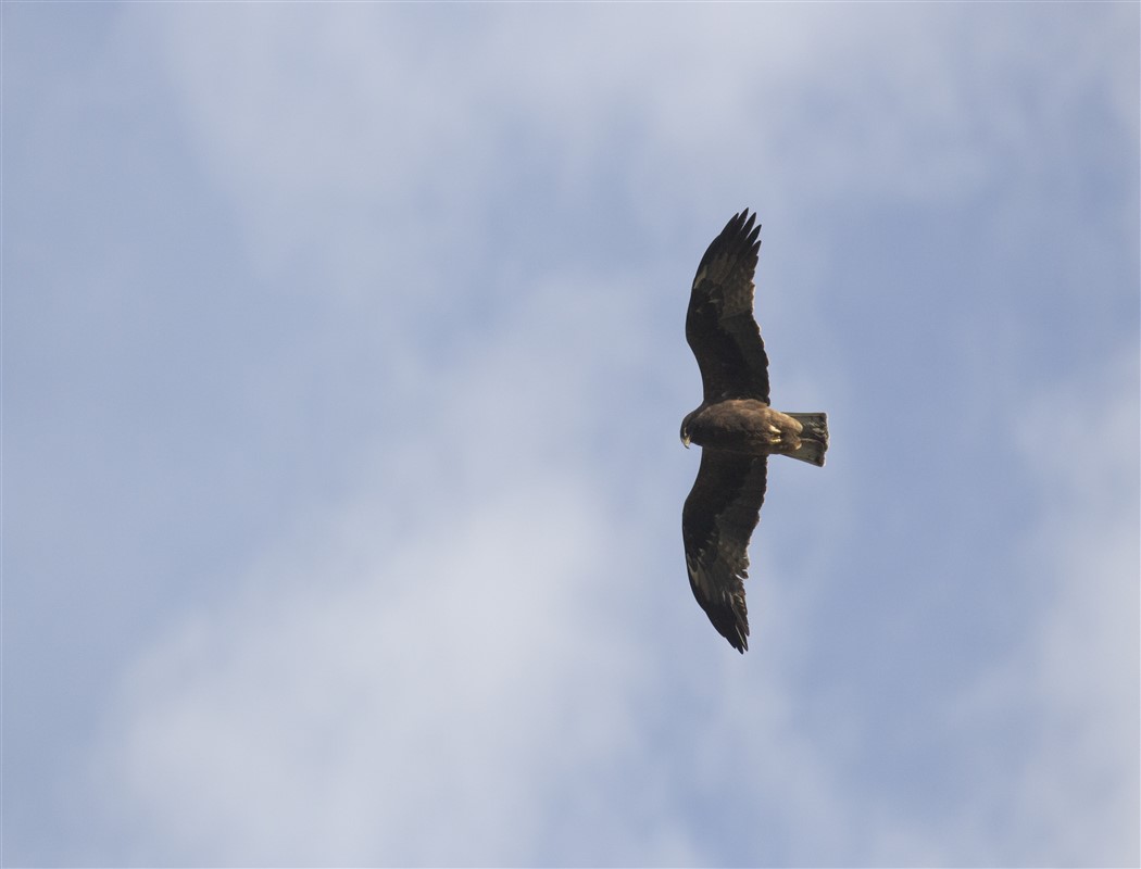 Booted Eagle