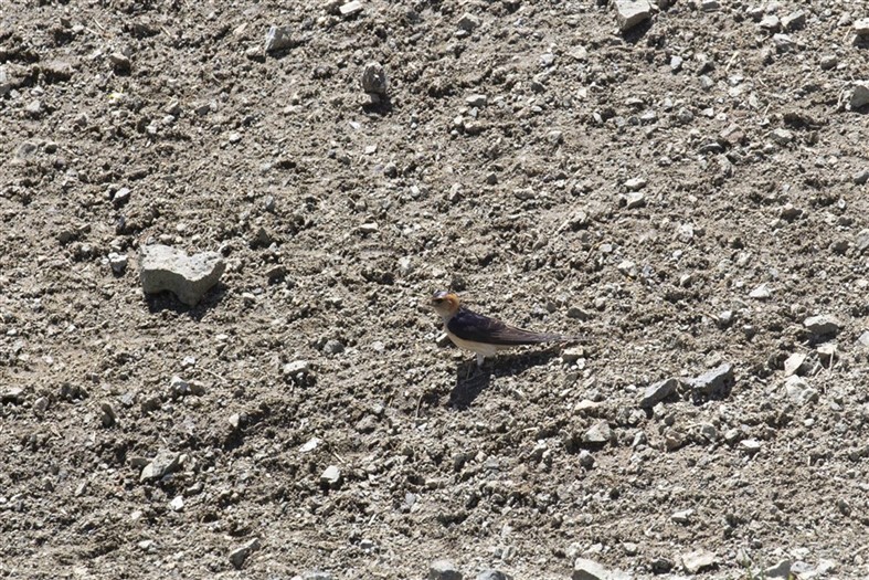 Red-rumped Swallow