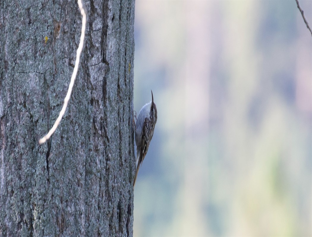 Short-toed Treecreeper