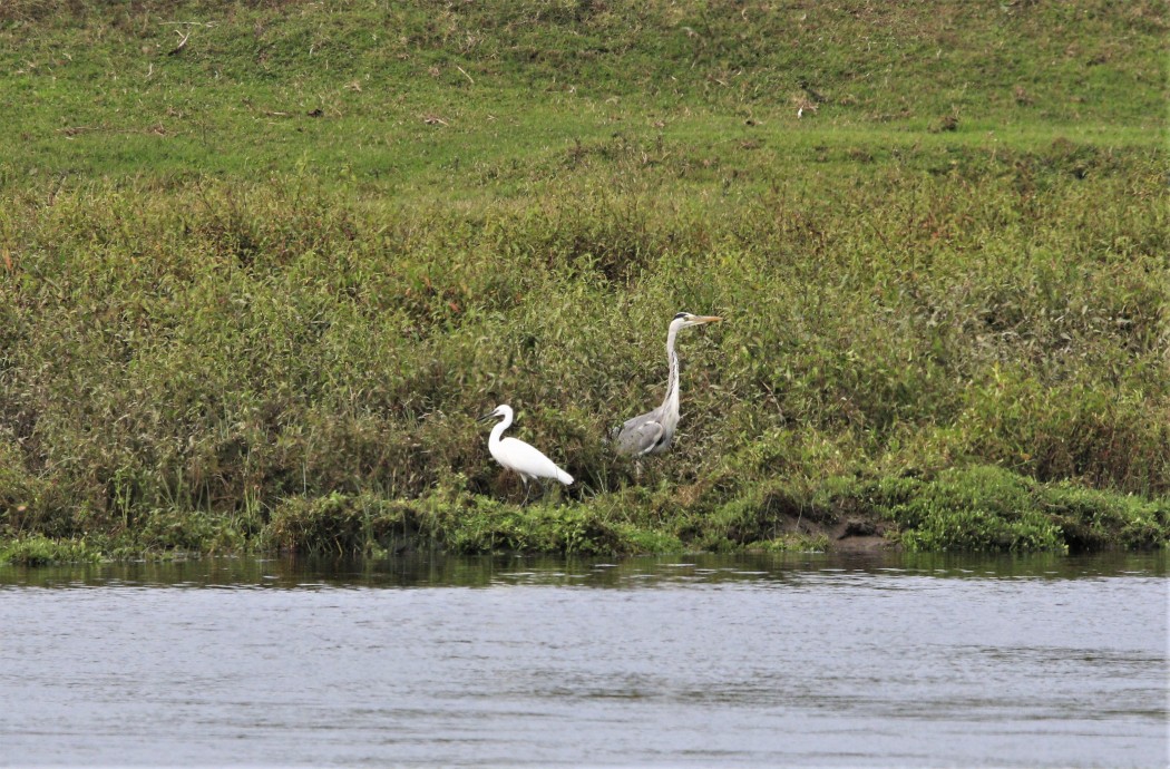 Little Egret