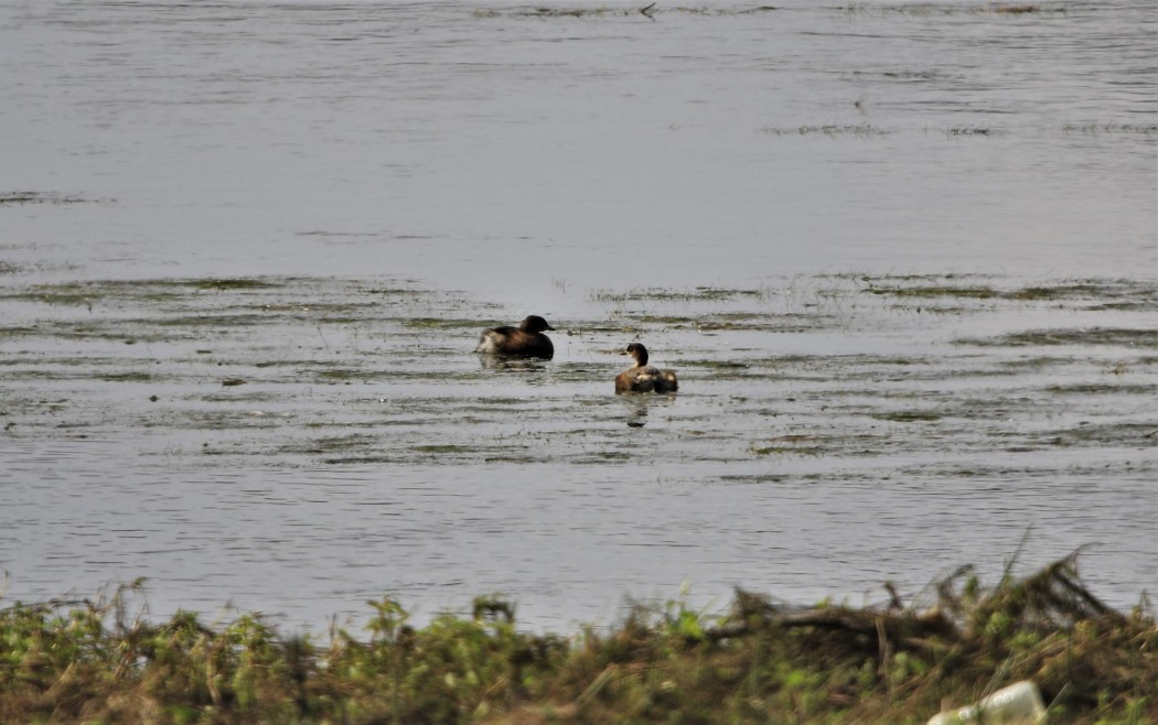 Little Grebe