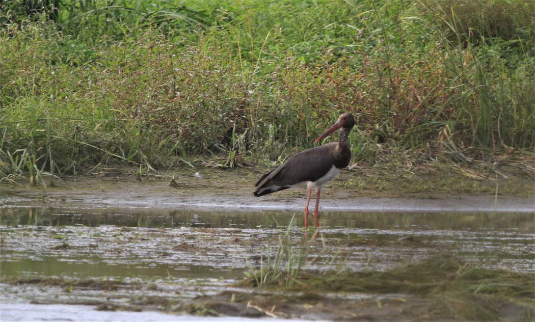 Black Stork