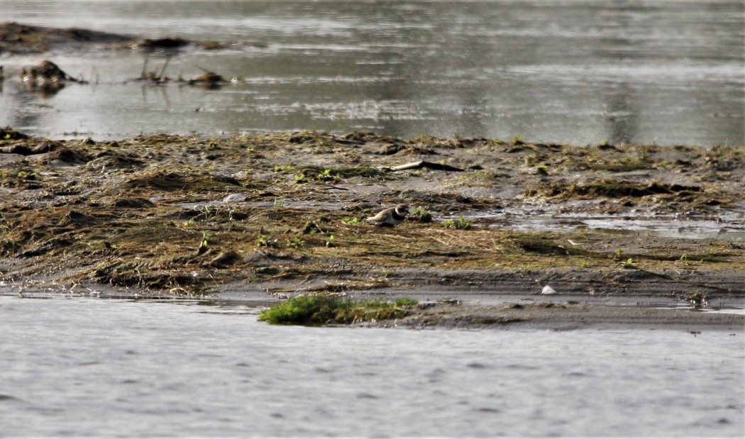 Common Ringed Plover