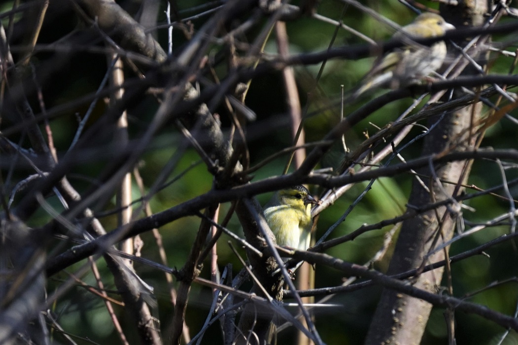 Eurasian Siskin