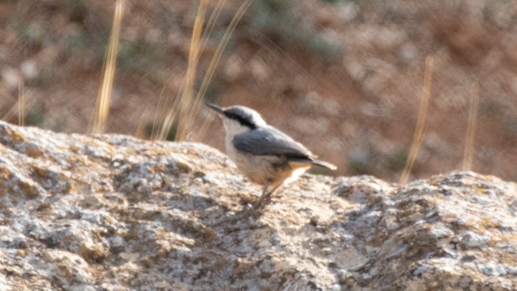 Western Rock Nuthatch